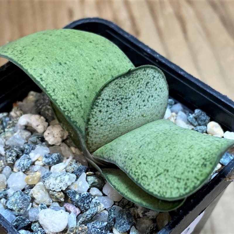 SH28432 Gasteria glomerata hybrid