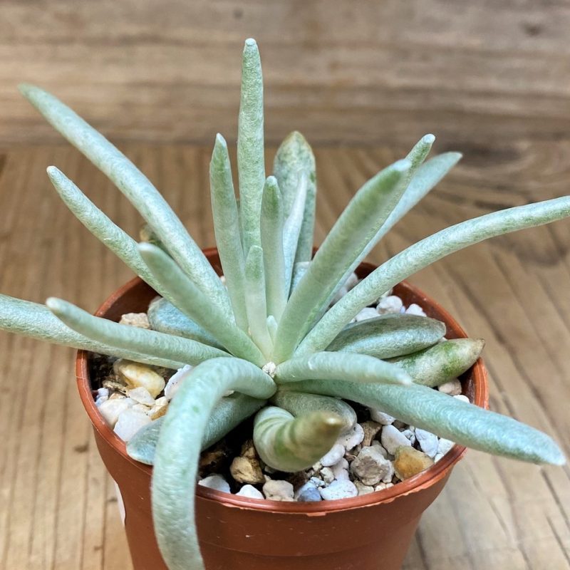 SH28460 Senecio scaposus