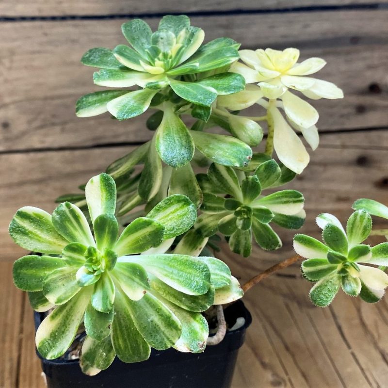 SH28461 Aeonium castello