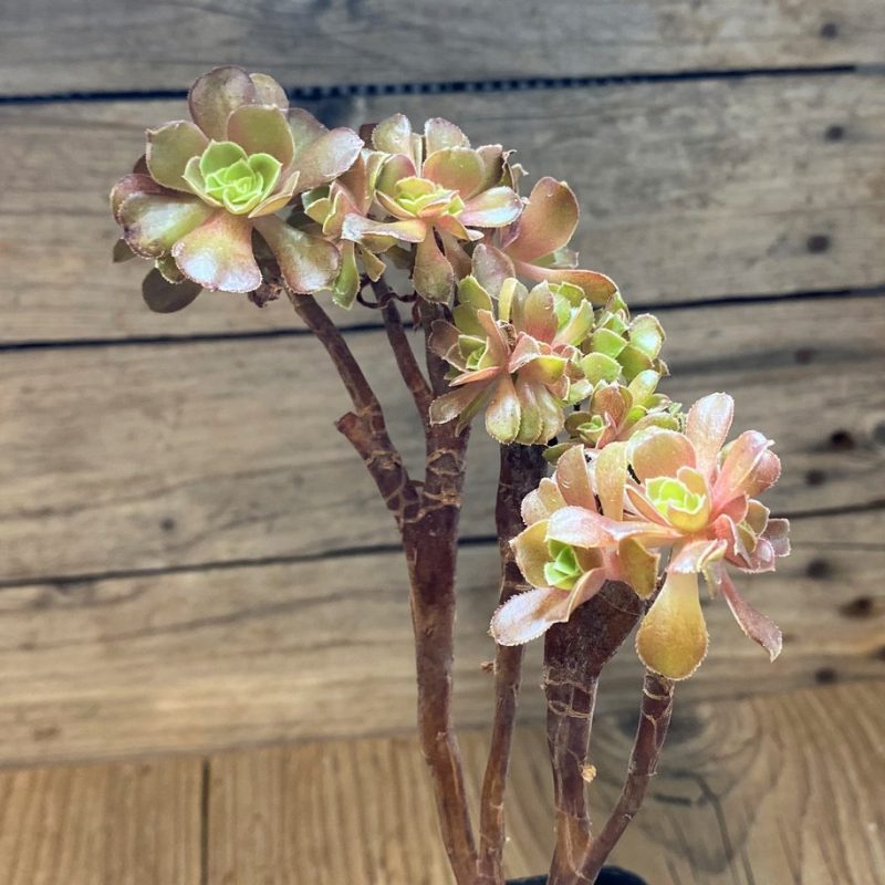 SH28462 Aeonium ‘Halloween’ f. cristata