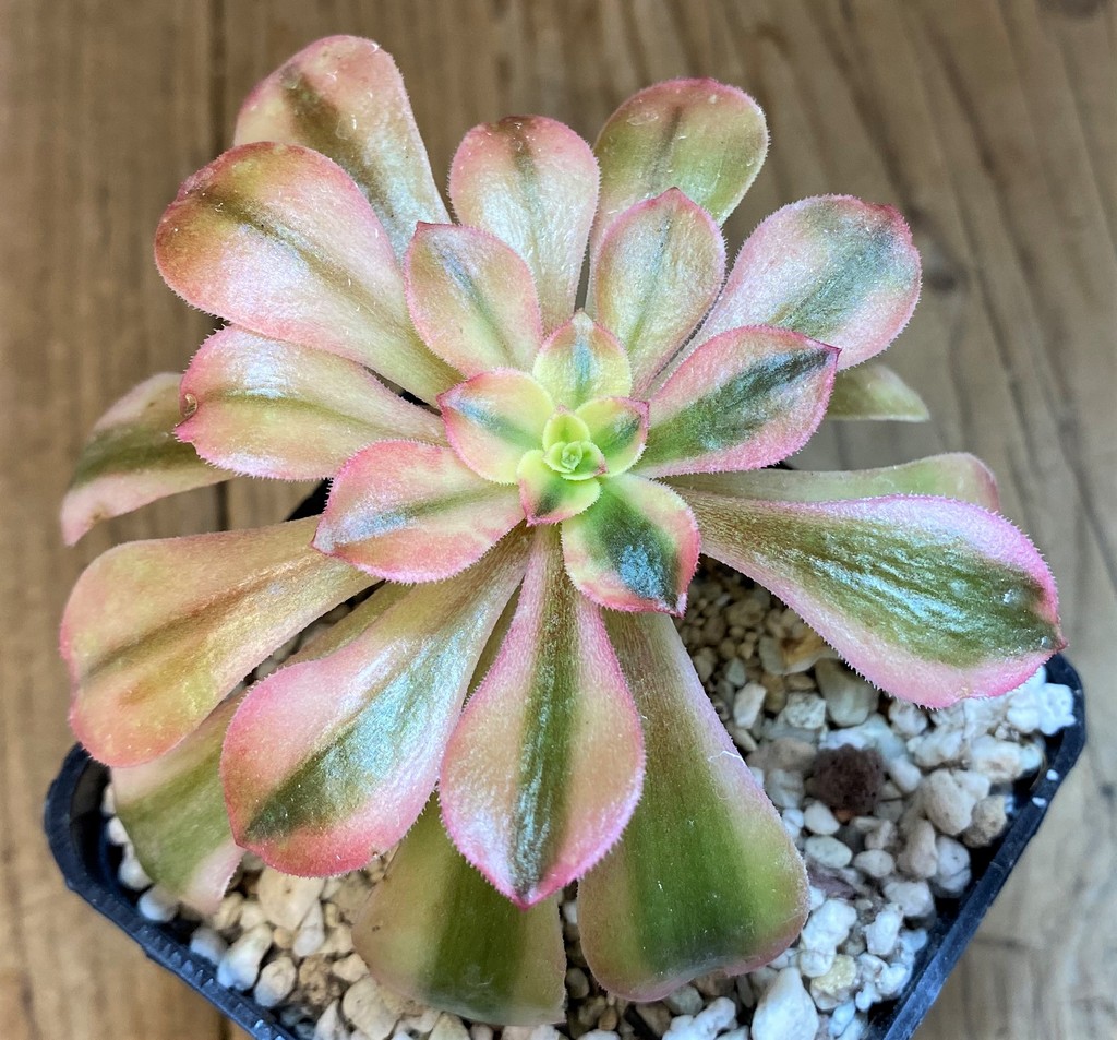 SH28463 Aeonium arboreum 'Pink Witch'