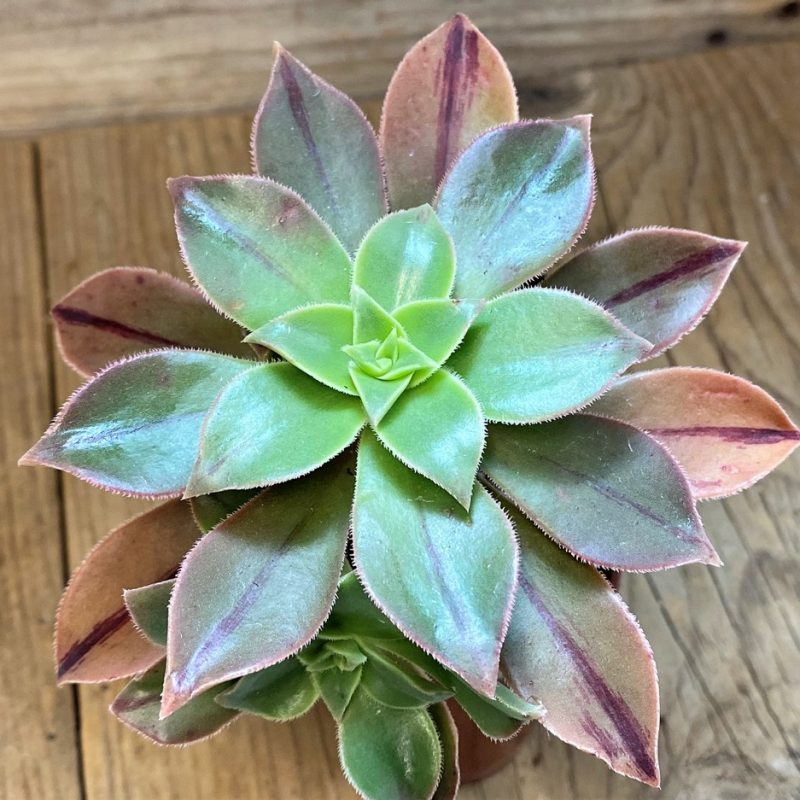 SH28464 Aeonium leucoblepharum