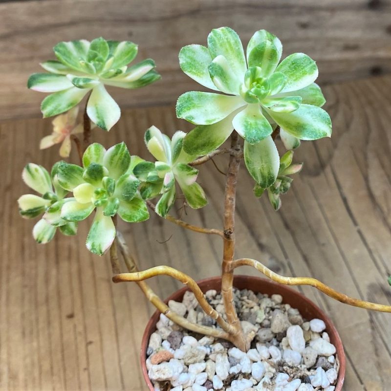 SH28465 Aeonium castello