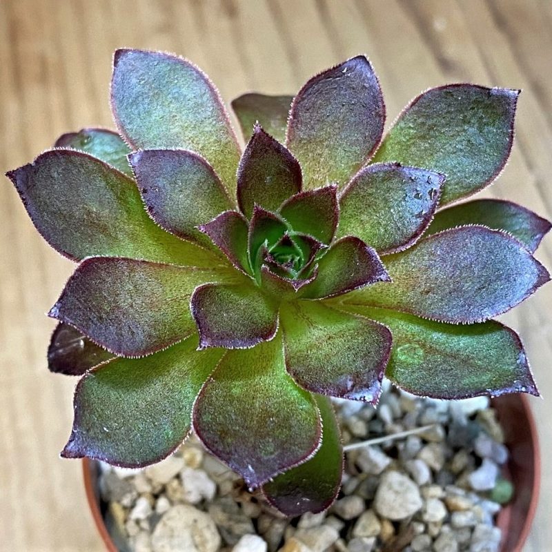 SH28466 Aeonium arboreum 'Phoenix Flame'
