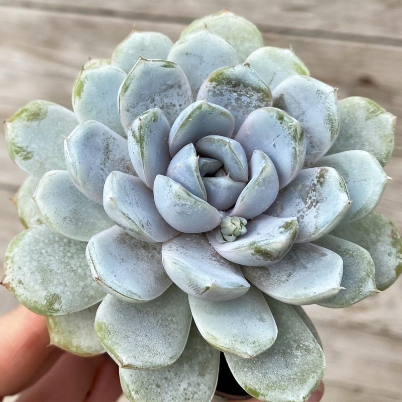 SH28615 Echeveria 'Laui' hybrid
