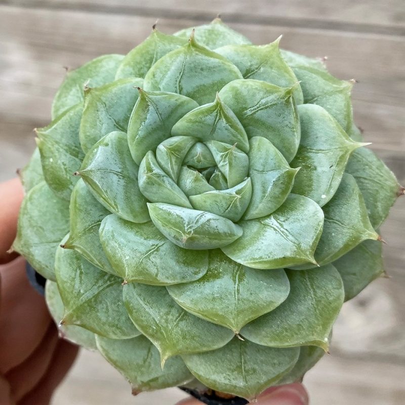 SH28616 Echeveria ‘White Swan’