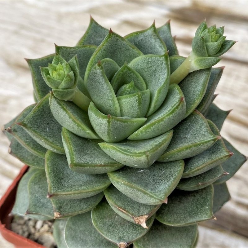 SH28617 Echeveria purpusorum white