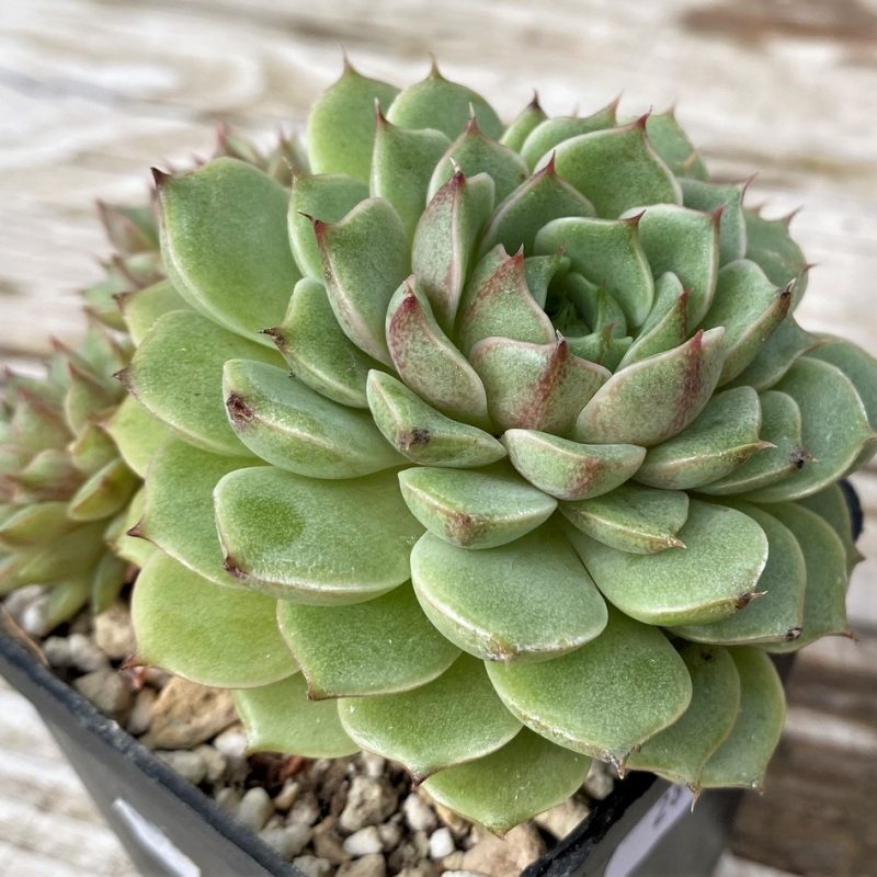 SH28618 Echeveria ‘Ben Badis’