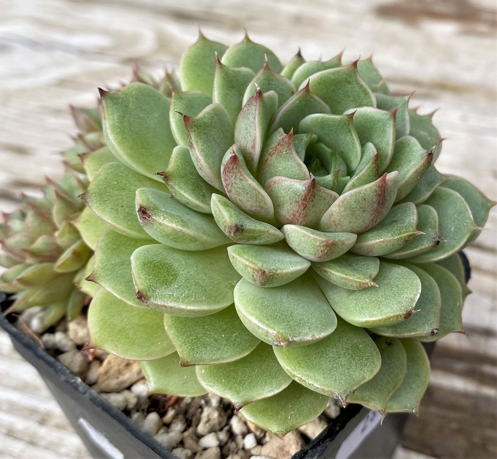 SH28618 Echeveria ‘Ben Badis’