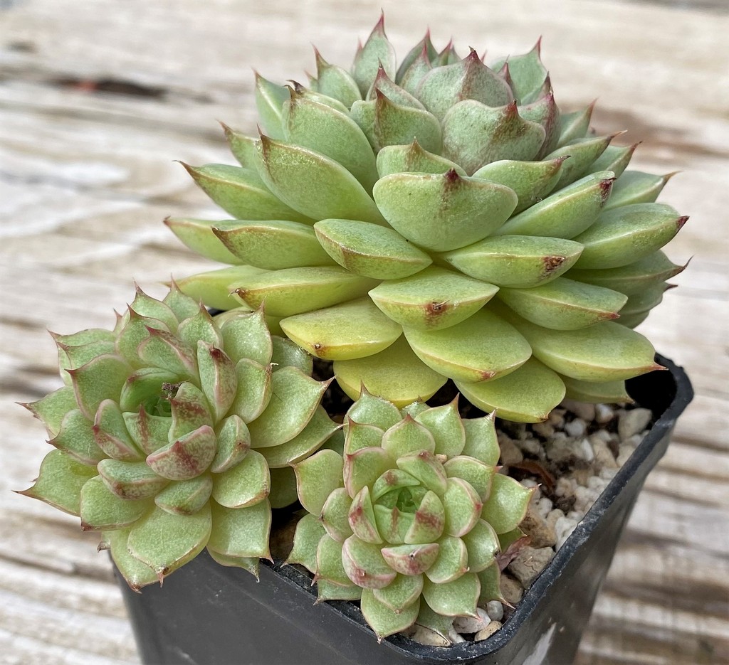 SH28618 Echeveria ‘Ben Badis’ - Image 3
