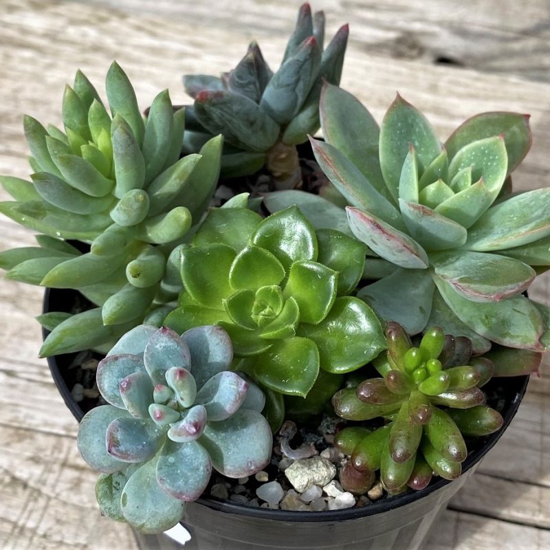 SH28586 Succulents mix
