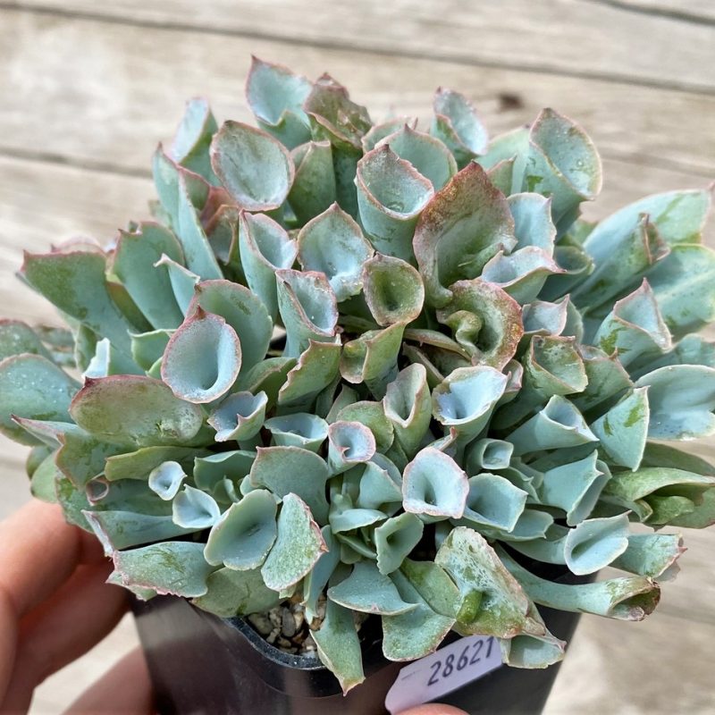 SH28621 Echeveria 'Trumpet pinky'