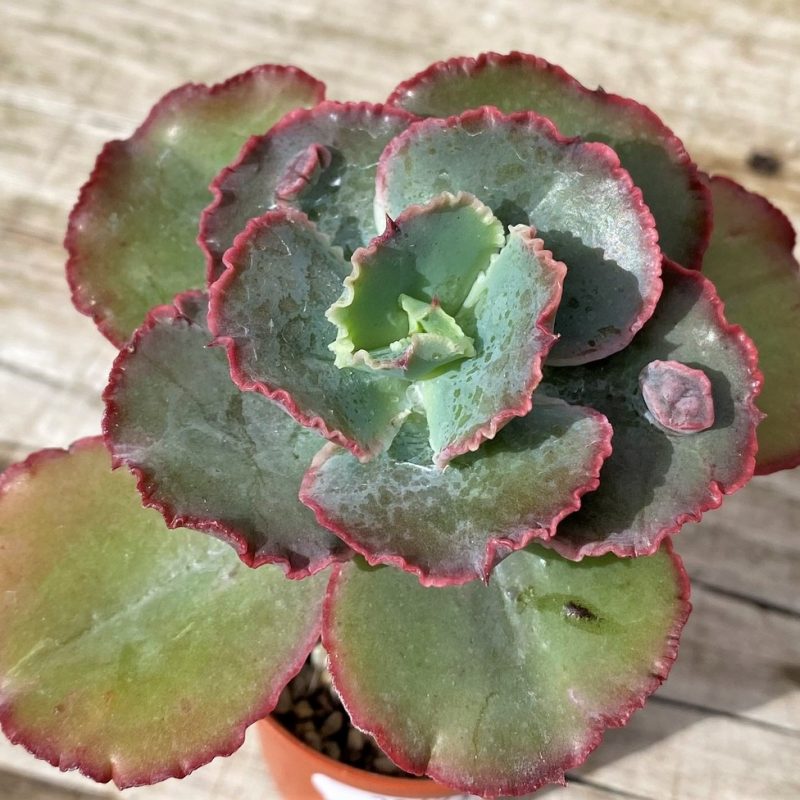 SH28623 Echeveria hybrid