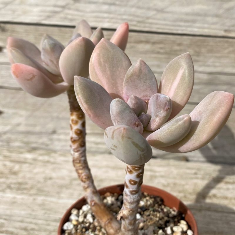 SH28624 Graptophytum ‘Supreme Variegatum’