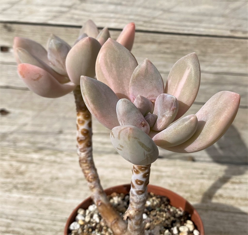 SH28624 Graptophytum ‘Supreme Variegatum’