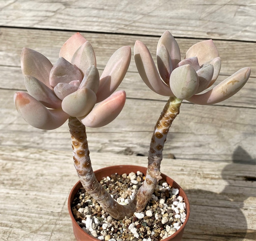 SH28624 Graptophytum ‘Supreme Variegatum’ - Image 2