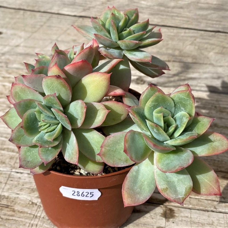 SH28625 Echeveria 'Luella'