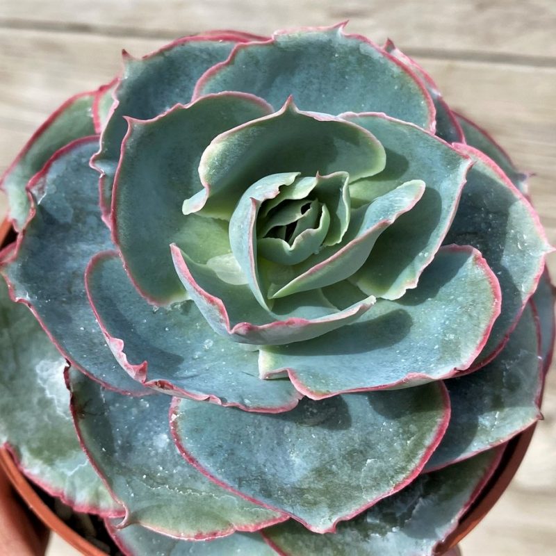 SH28626 Echeveria 'Da Vinci code'