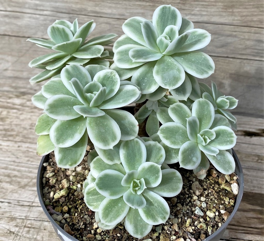 SH28587 Echeveria ‘Lemon Lime’ - Image 2