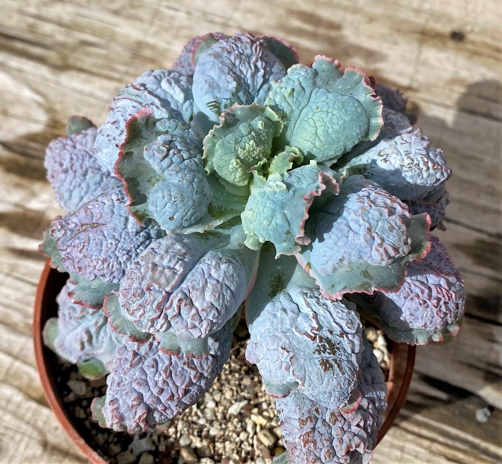 SH28627 Echeveria ‘Linguas’