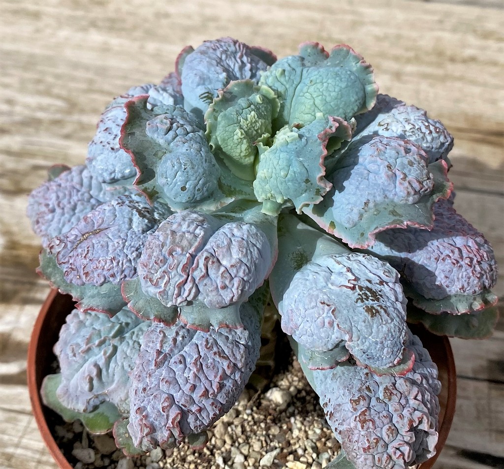 SH28627 Echeveria ‘Linguas’ - Image 2