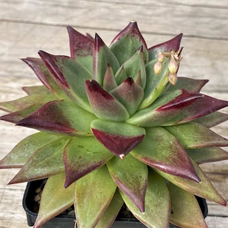 SH28628 Echeveria agavoides ‘Ebony’