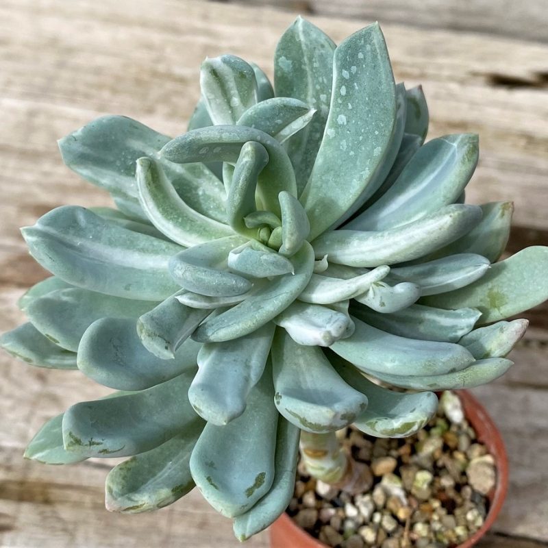 SH28629 Pachyveria 'Scheideckeri' v. albocarinata f. variegata