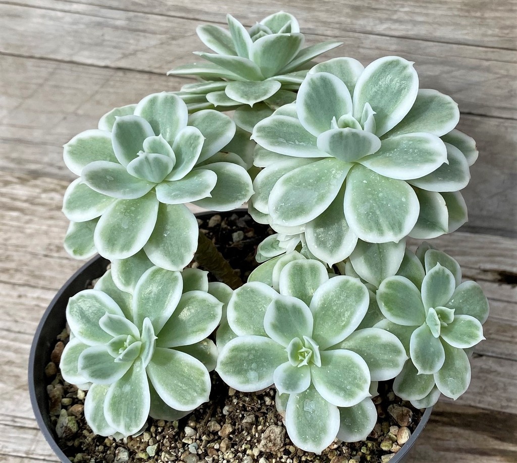 SH28587 Echeveria ‘Lemon Lime’