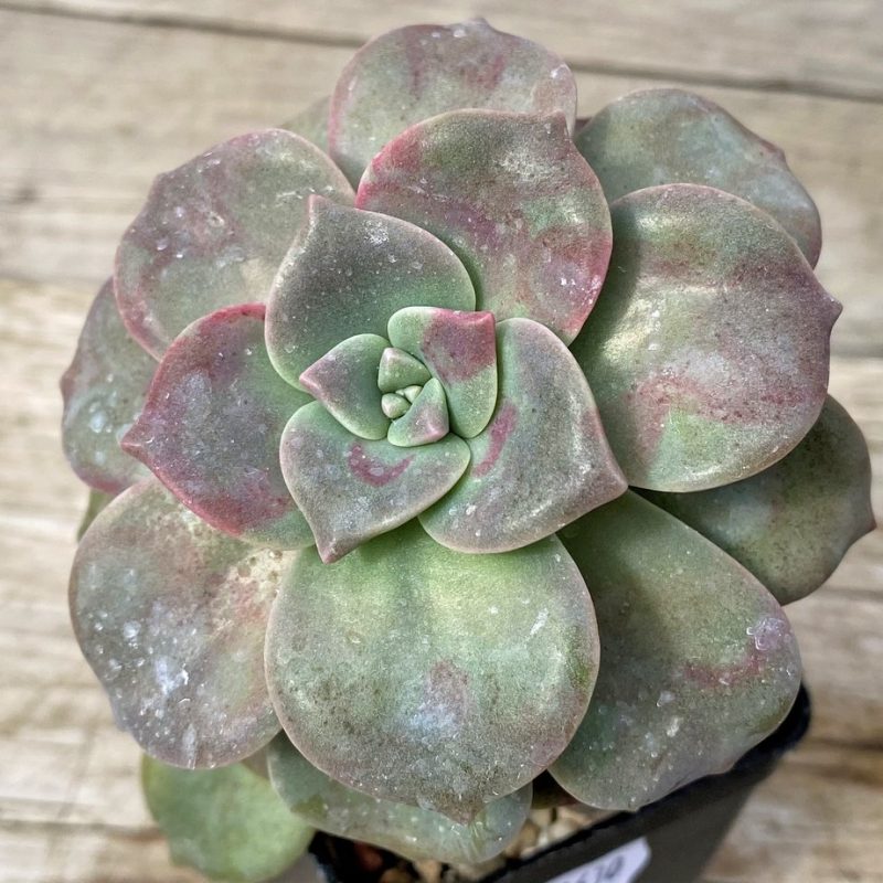 SH28630 Graptopetalum ‘Purple Delight’