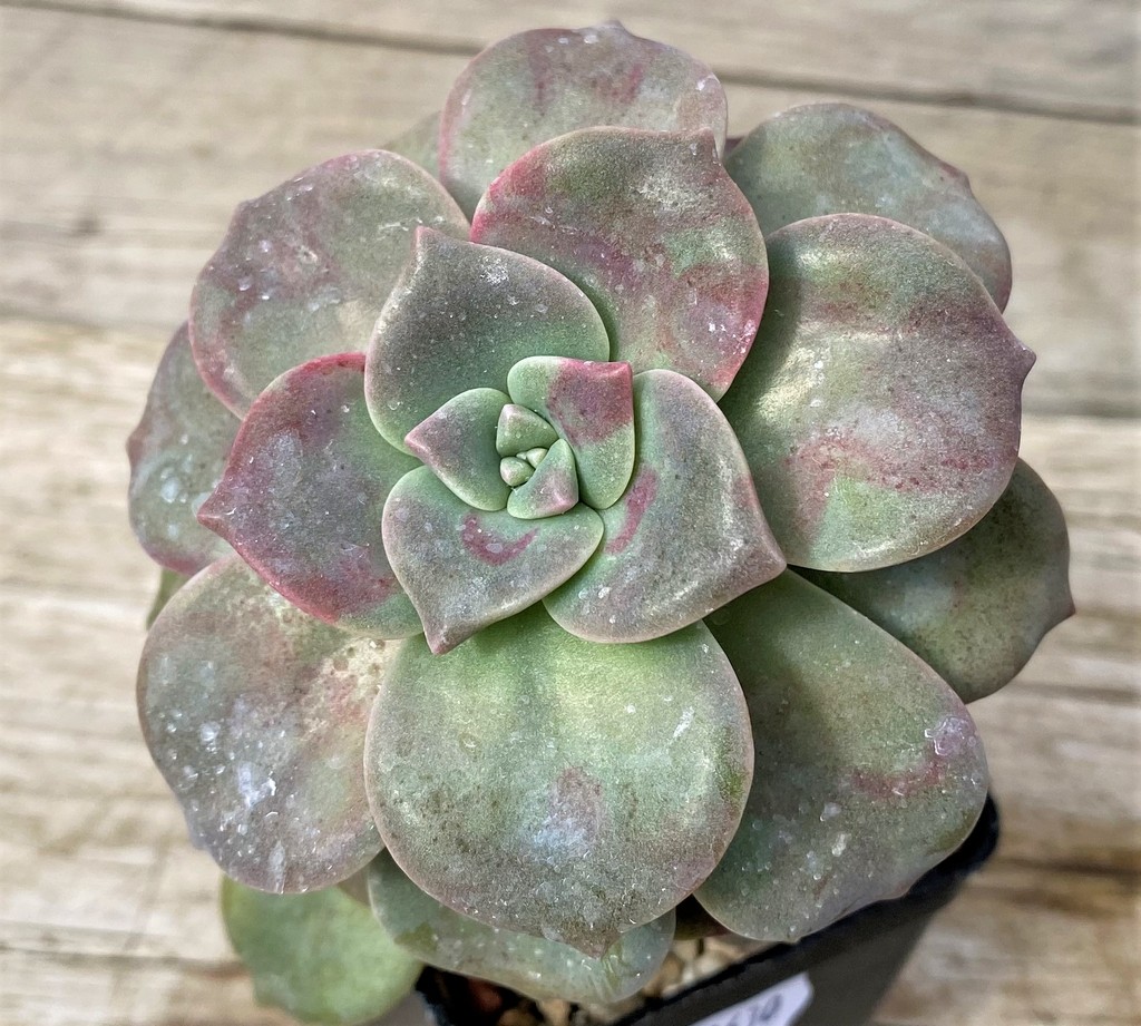 SH28630 Graptopetalum ‘Purple Delight’