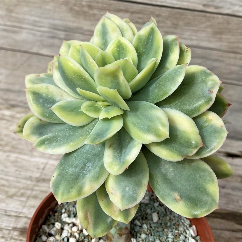 SH28631 Echeveria ‘Moon Fairy’