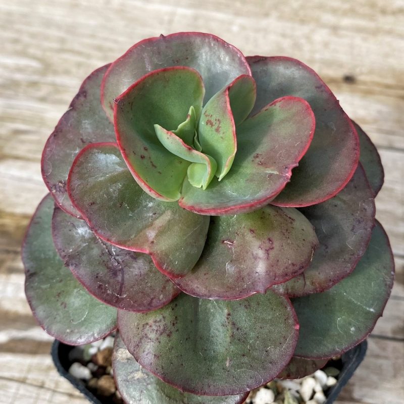SH28632 Echeveria 'Suyon'