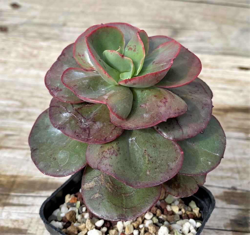 SH28632 Echeveria 'Suyon' - 画像 (2)