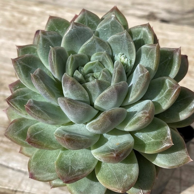 SH28634 Echeveria 'Pink Champagne' hybrid