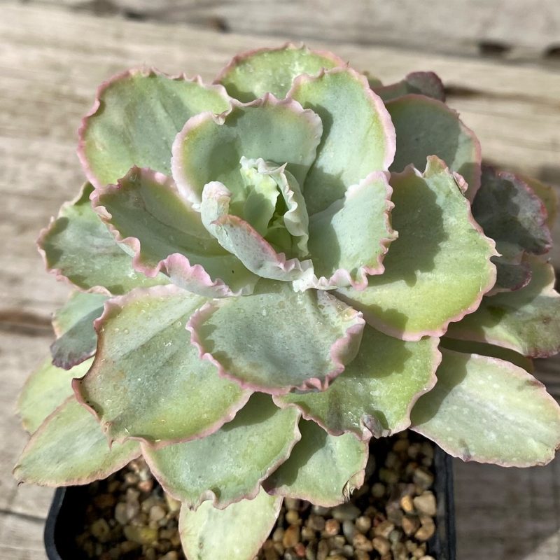 SH28635 Echeveria chantilly ‘Green mint’