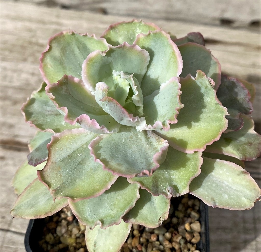 SH28635 Echeveria chantilly ‘Green mint’