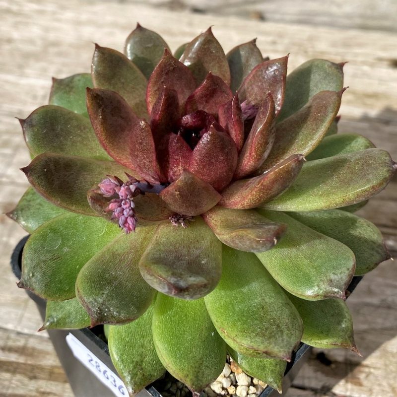 SH28636 Echeveria ‘Red Crystal’
