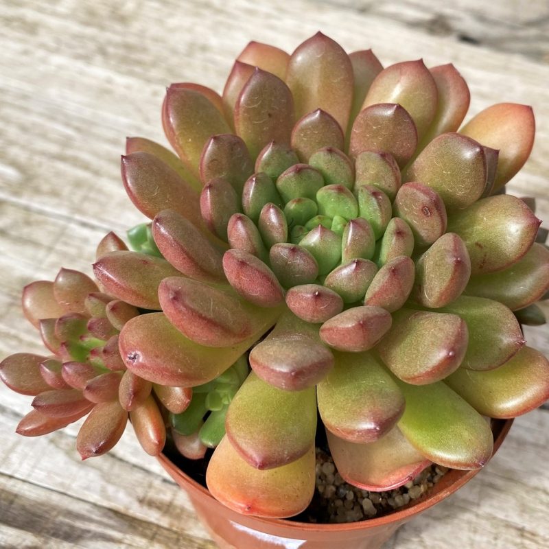 SH28638 Sedeveria ‘Pink Ruby’