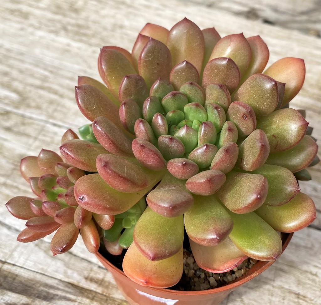 SH28638 Sedeveria ‘Pink Ruby’