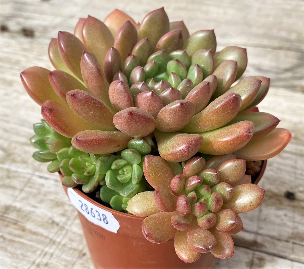 SH28638 Sedeveria ‘Pink Ruby’ - 画像 (2)