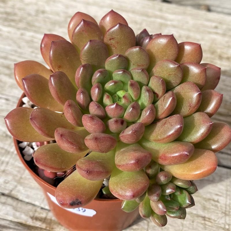 SH28639 Sedeveria ‘Pink Ruby’