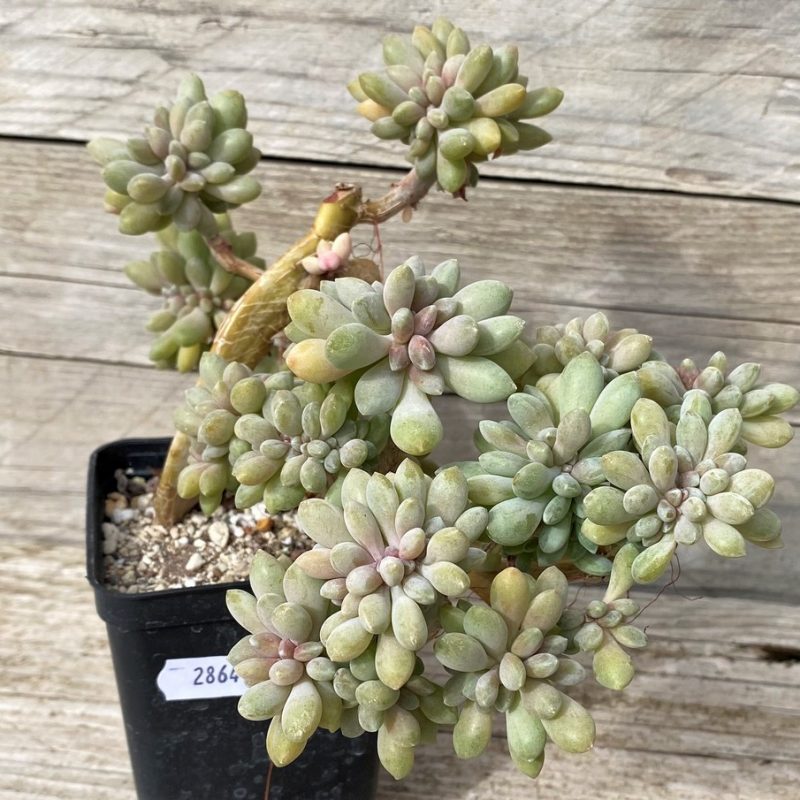 SH28641 Pachyveria ‘Clavifolia’ f. cristata