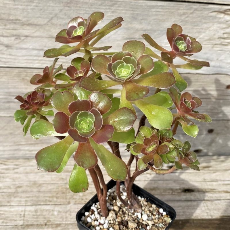 SH28643 Aeonium ‘Halloween’