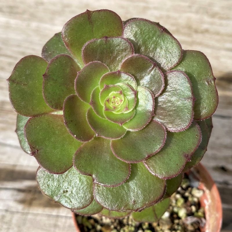SH28644 Aeonium ‘Red Garnet’