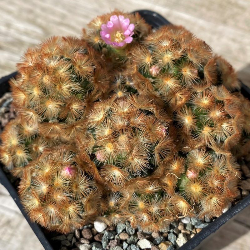 SH28583 Mammillaria carmenae hybrid