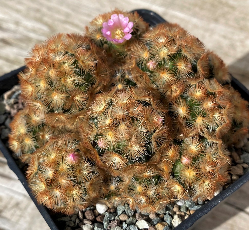 SH28583 Mammillaria carmenae hybrid