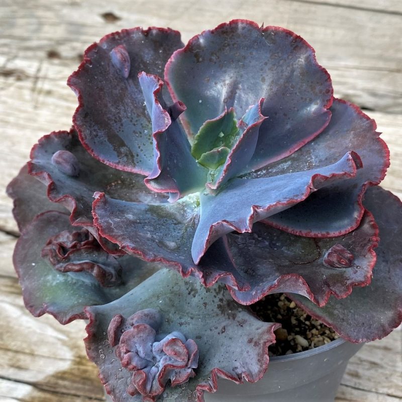 SH28589 Echeveria 'Etna'