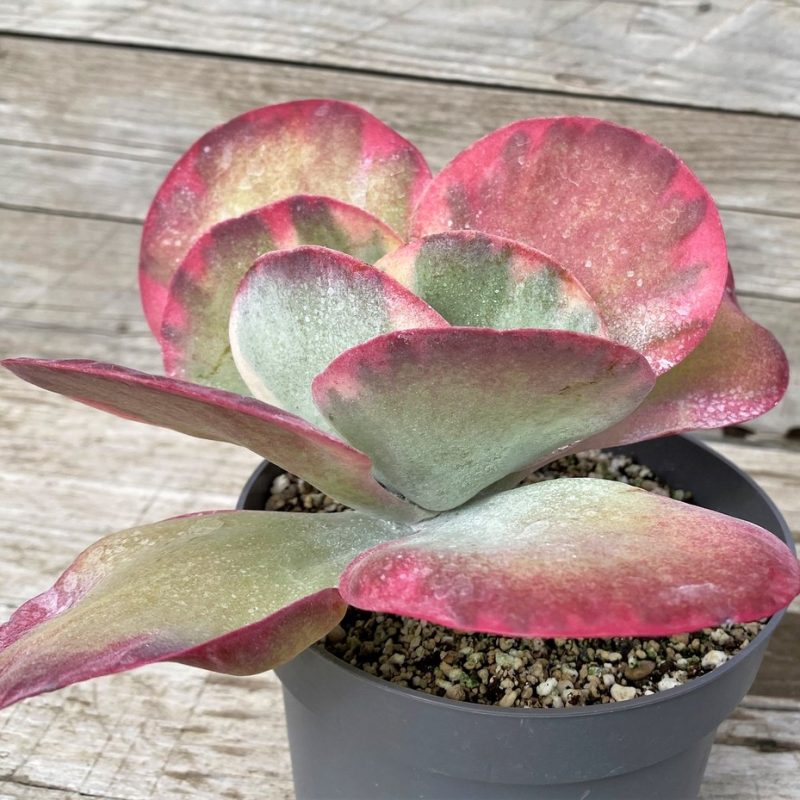 SH28590 Kalanchoe thyrsiflora f. variegata