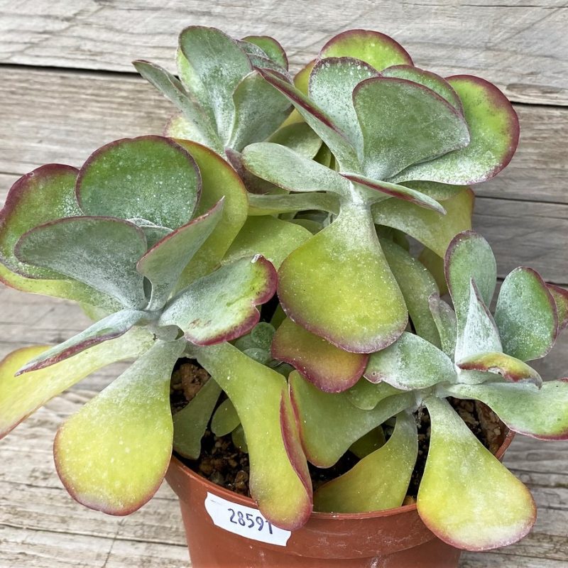 SH28591 Kalanchoe thyrsiflora