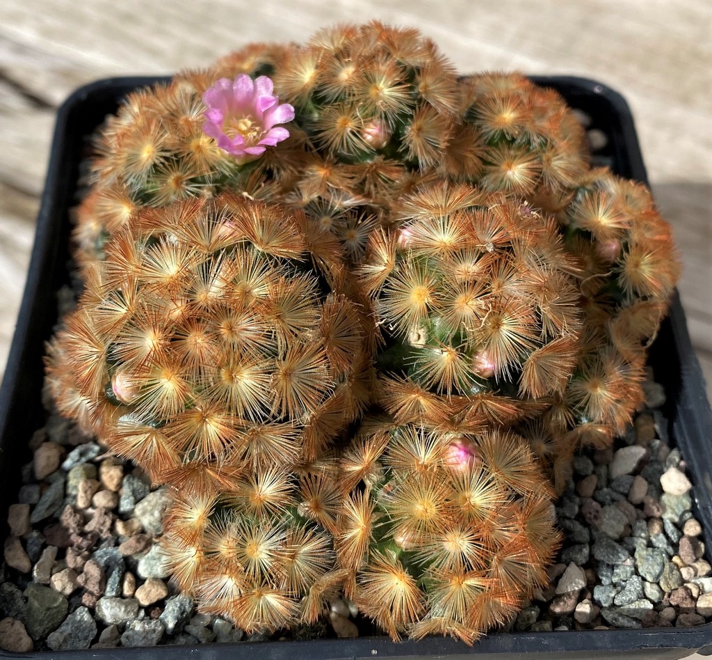 SH28583 Mammillaria carmenae hybrid - Image 2
